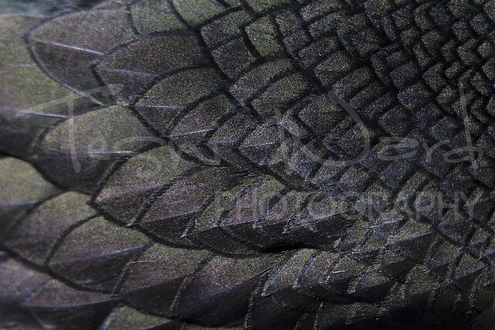 Shag Farne Island Feather