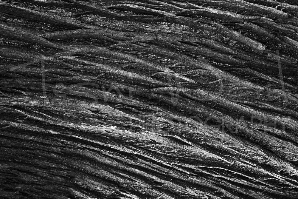 Bark Tree