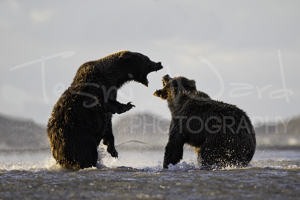 Katmai Grizzly Bear Hallo Bay Wildlife Photography Fight