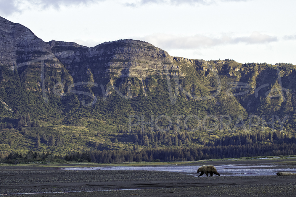 Katmai Hallo Bay Grizzly Bear Country