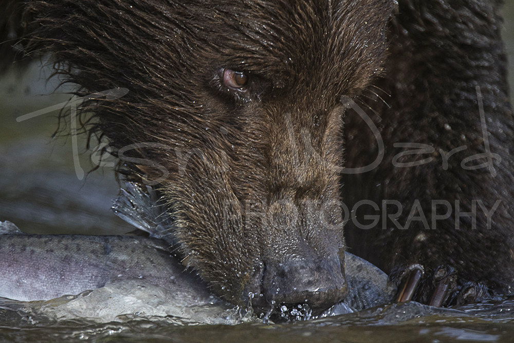 Katmai Bears Wildlife Grizzly Kinak Bay