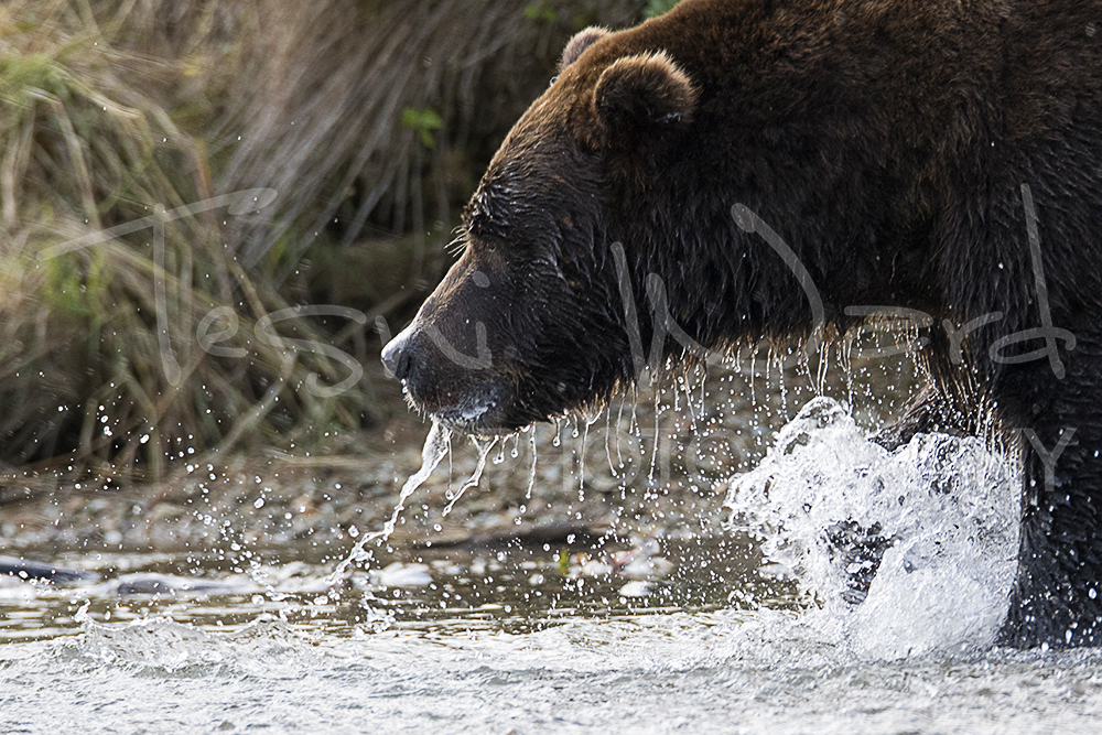 Kinak Bay Katmai Grizzly Bear Alaska Wildlife Photography