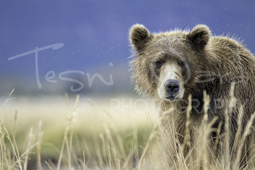 Katmai Grizzly Bear Hallo Bay Wildlife Photography