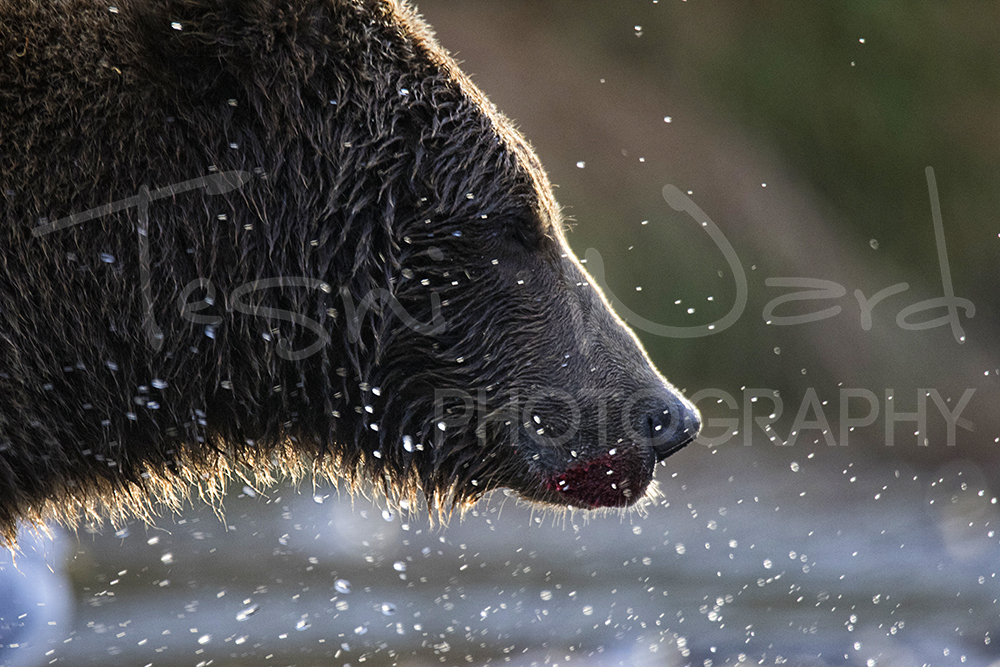 Katmai Kinak Bay Grizzly Bear Sunset Alaska Wildlife Photography