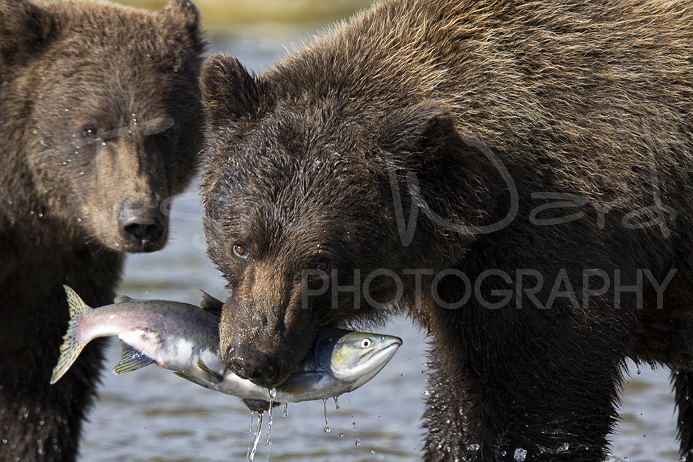 Katmai Grizzly Bear Alaska Wildlife Photography