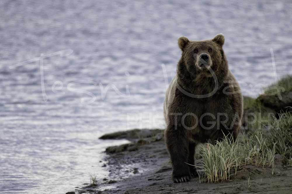 Katmai Grizzly Bear Hallo Bay Wildlife Photography