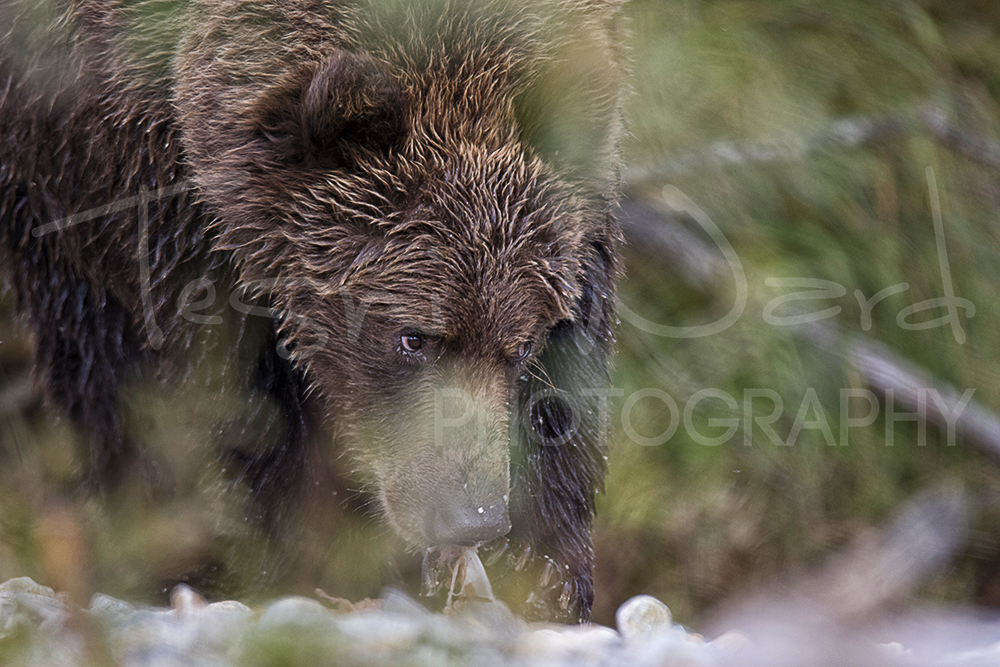 Katmai Grizzly Bear Alaska Wildlife