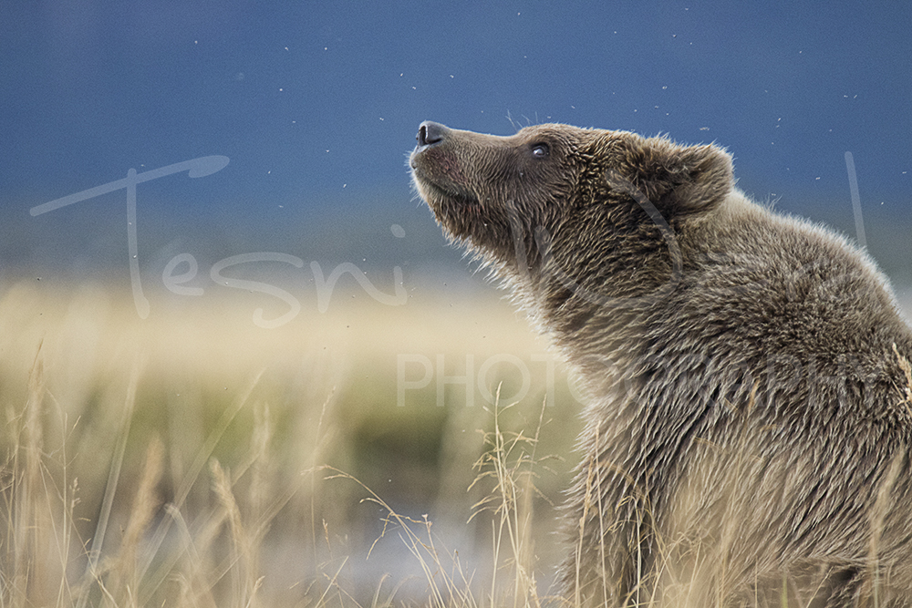 Hallo Bay Katmai Grizzly Bear Alaska Wildlife Photography