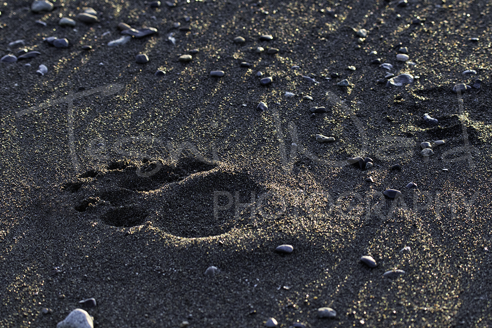 Katmai Grizzly Bear Hallo Bay Wildlife Photography footprint