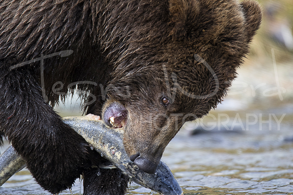 Katmai Grizzly Bear Wildlife Alaska Kinak Bay