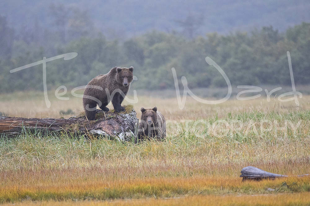 Katmai Grizzly Bear Hallo Bay Wildlife Photography