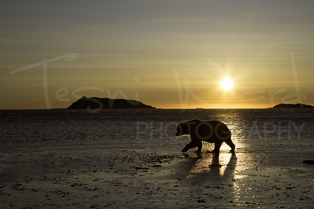 Katmai Grizzly Bear Hallo Bay Wildlife Photography