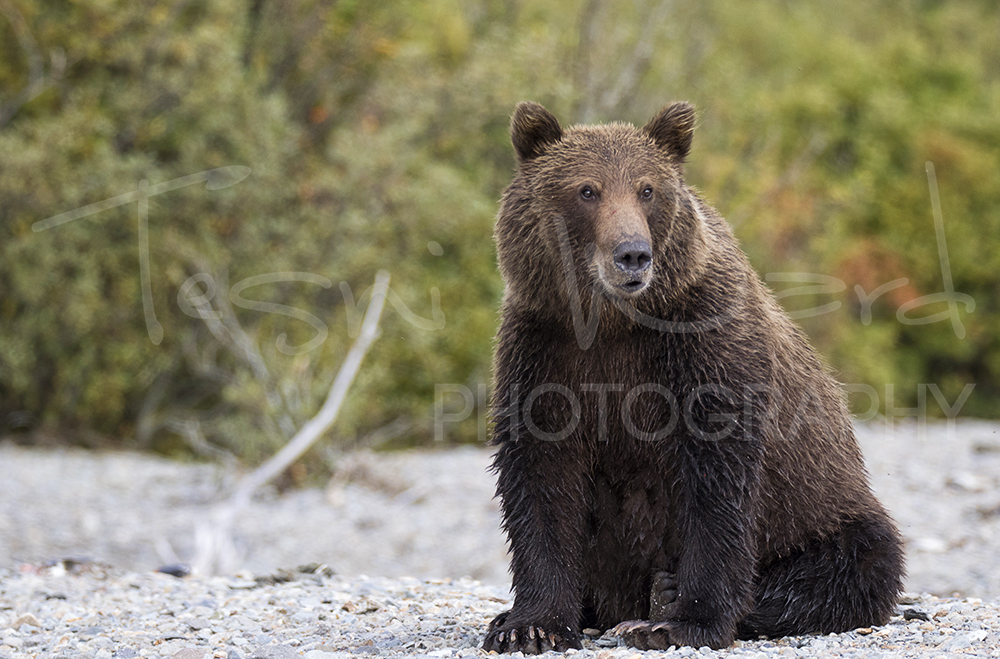 Katmai Grizzly Bear Alaska Wildlife Photography
