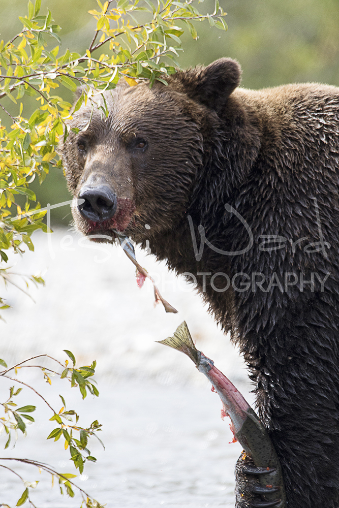 Katmai Grizzly Bear Hallo Bay Wildlife Photography