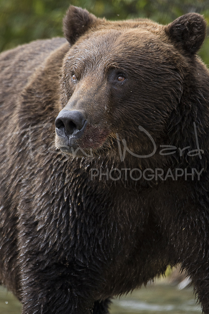 Katmai Grizzly Bear Hallo Bay Wildlife Photography