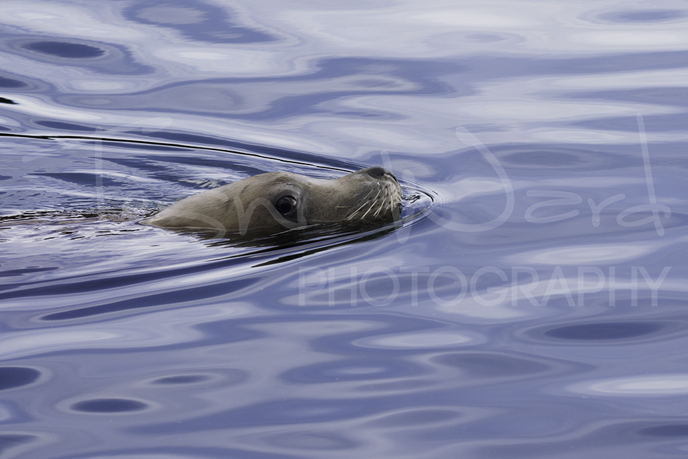 Sea Lion Kodiak Alaska Wildlife Photography
