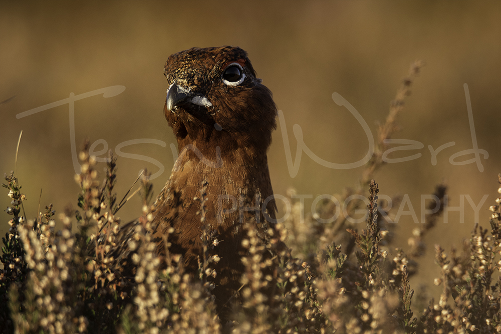 Red Grouse Peak District Photography Wildlife