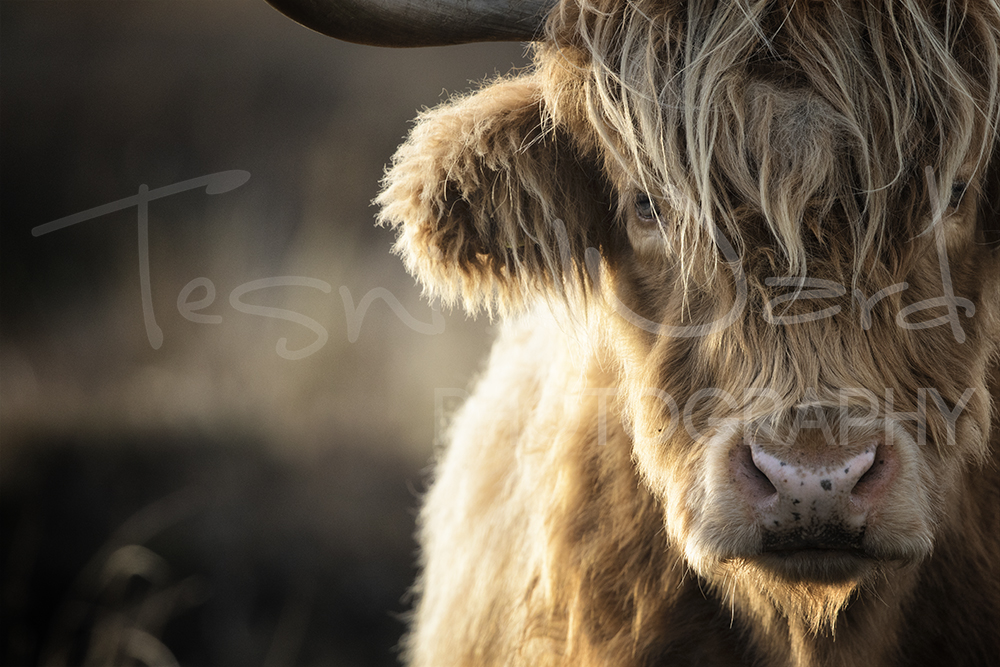Highland Cattle Cow Peak District Wildlife Photography