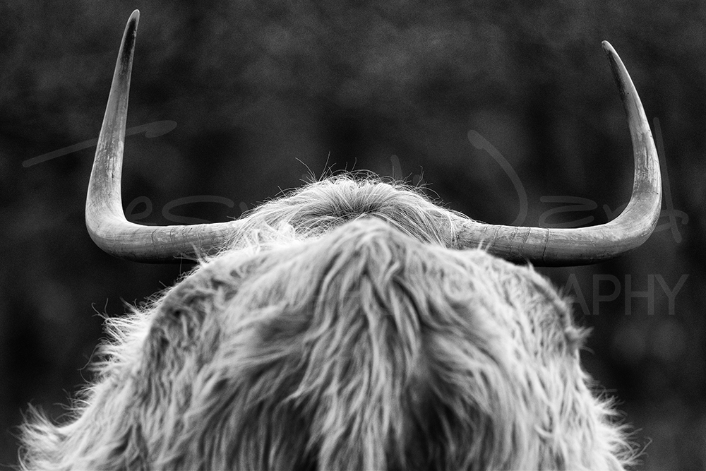 Highland Cattle Cow Peak District Wildlife Photography