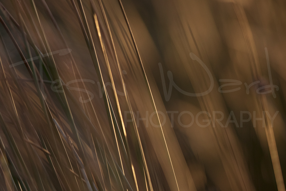 Sunset Golden Straw Grass Moors