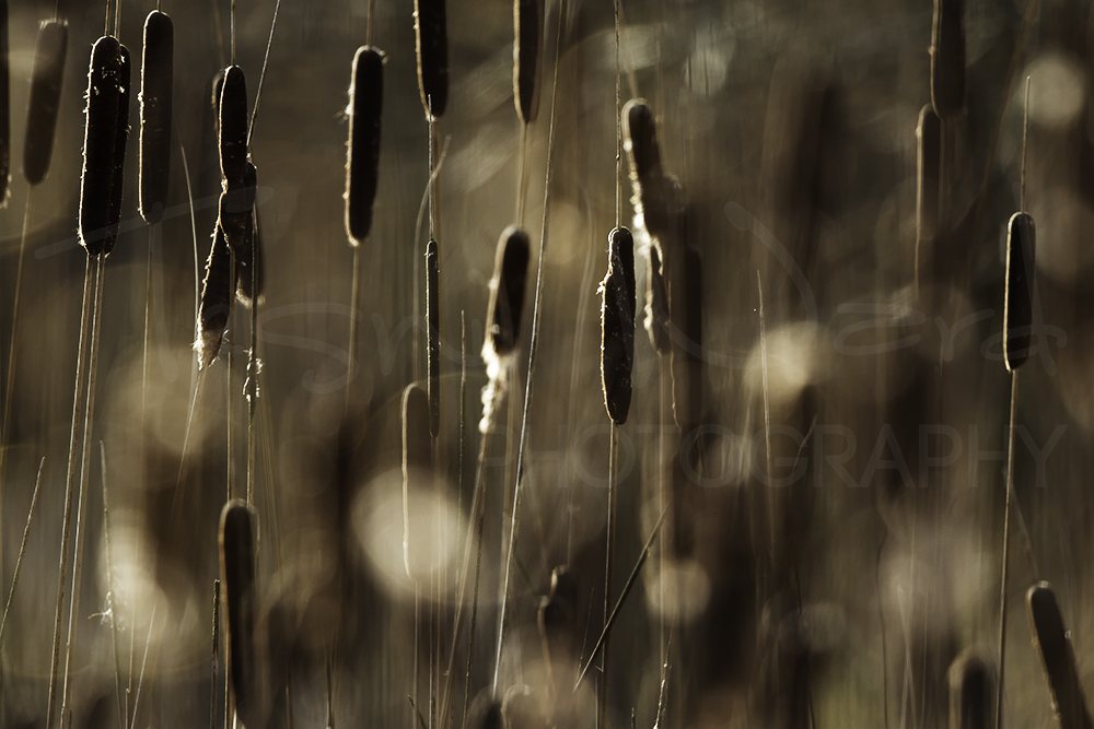 Bulrush Cattail Reed Plant