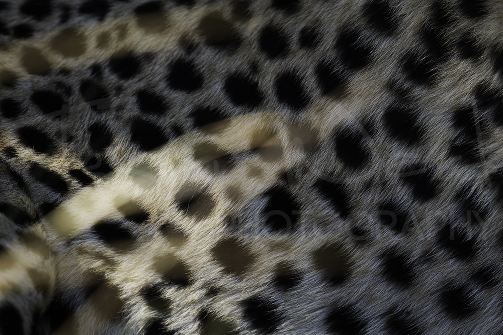 Cheetah Spots Wildlife Photography Maasai Mara Nora