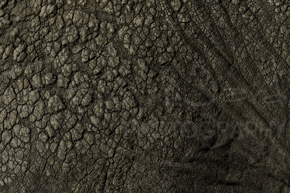 Elephant Skin Wildlife Photography Maasai Mara