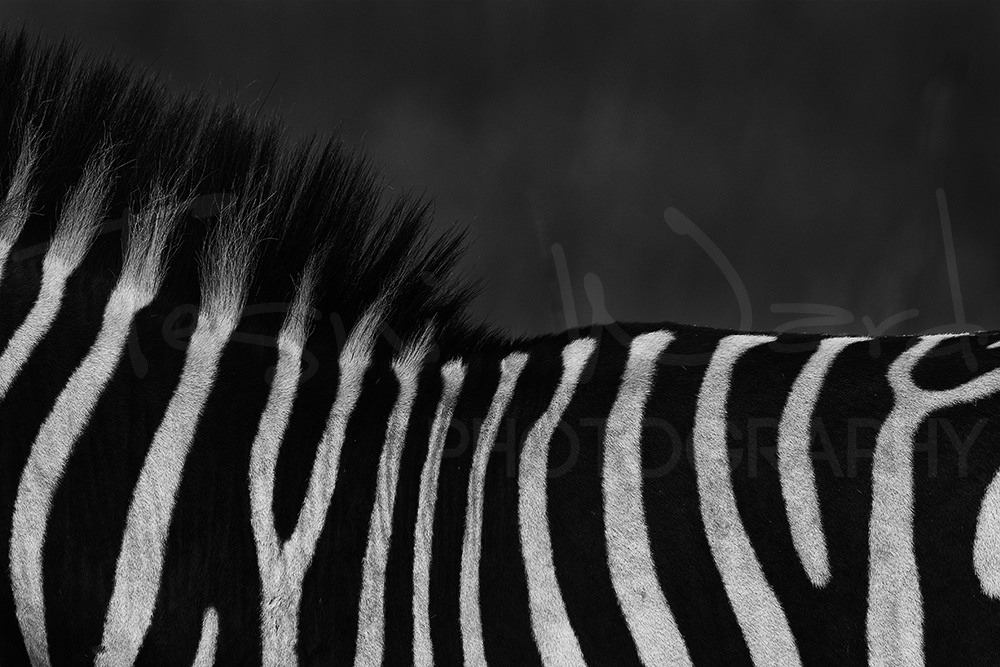 Zebra Africa Maasai Mara Photographic Safari