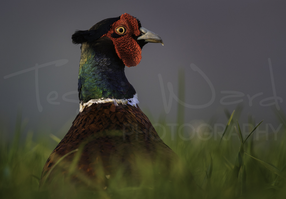 Pheasant Peak District Wildlife Photography