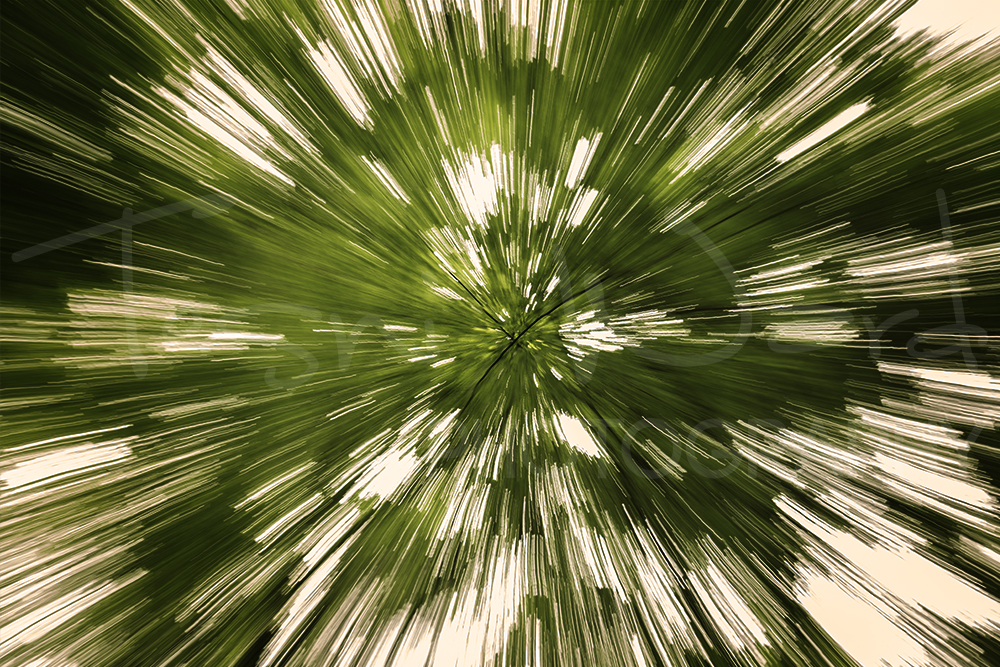 Trees Abstract Zoom Photography