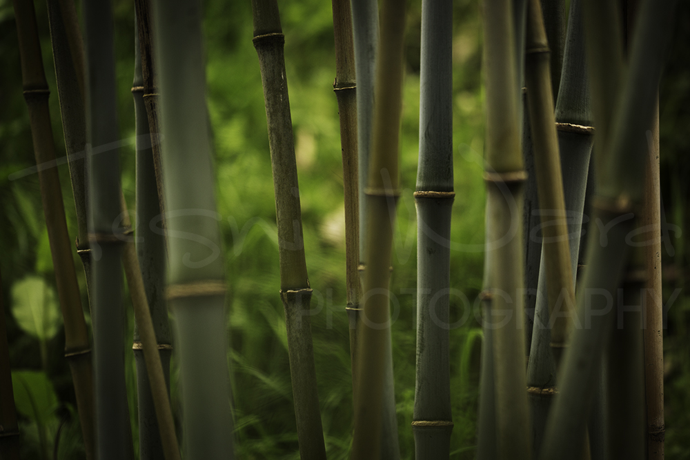 Bamboo Plant Macro Abstract Photography