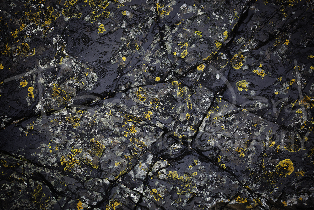 Lichen Stone Abstract Photography