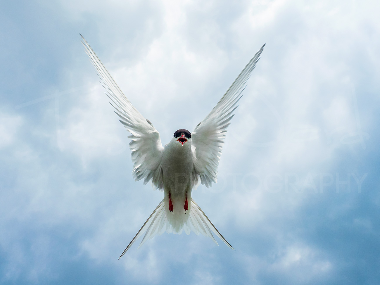 Arctic Tern Farne Islands Wildlife Photography