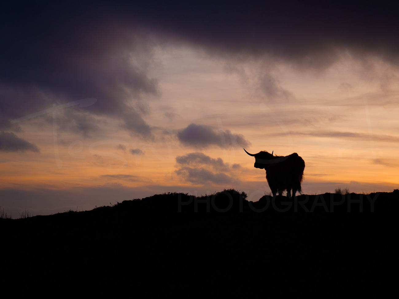 Highland Cattle Domestic Peak District Sunset Derbyshire