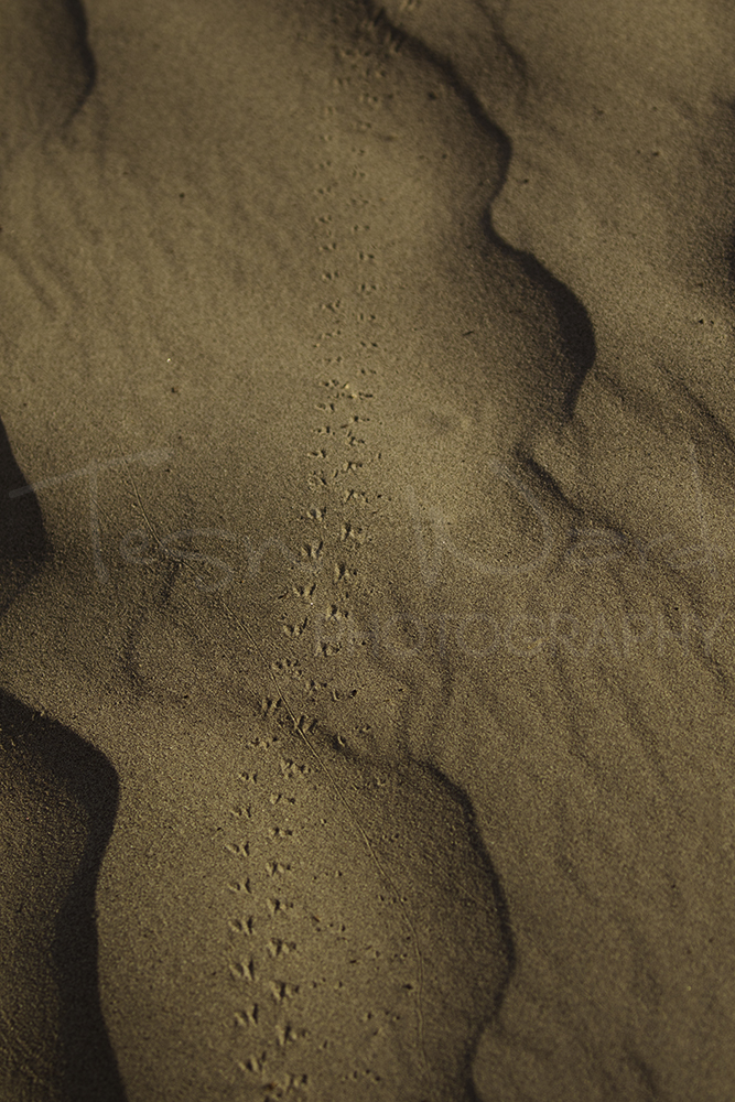 Sand Dunes Insect Tracks Death Valley