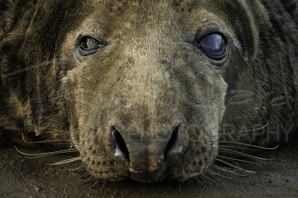 Bull Grey Seal Donna Nook Wildlife Photography