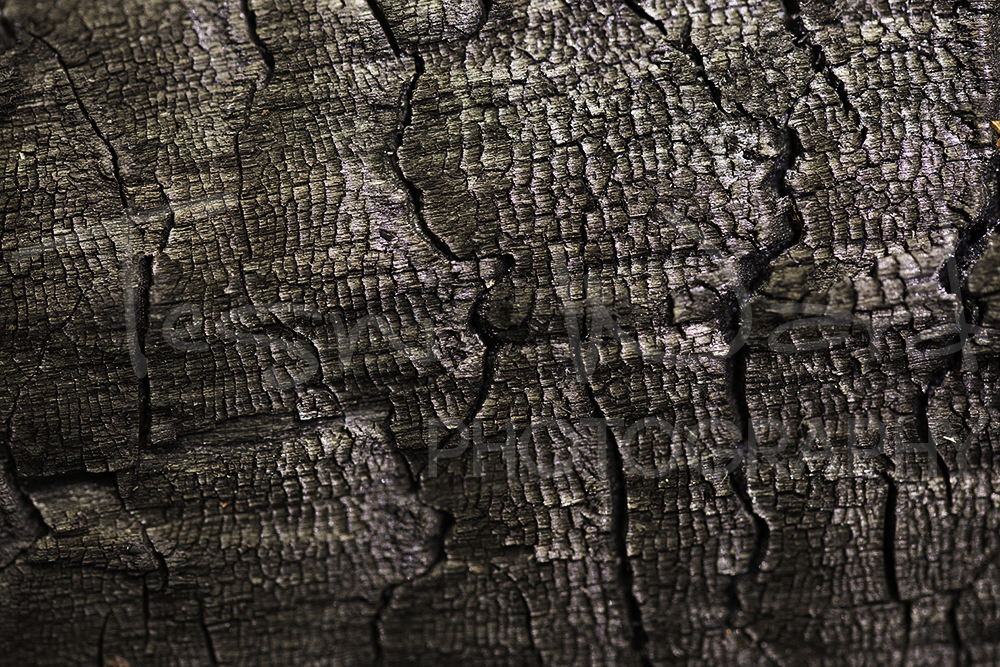 Wood Burnt Abstract Photography