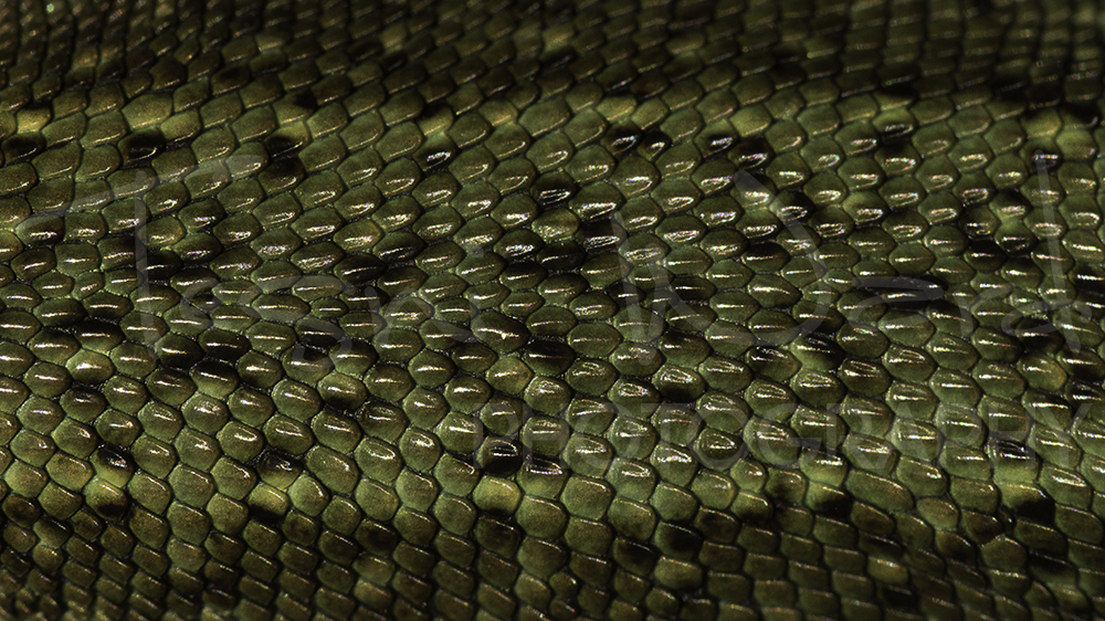 Vivipara Common Lizard Scales