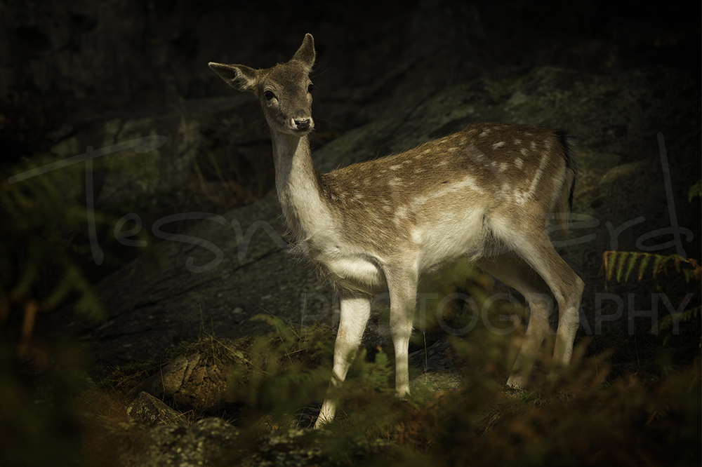 Fallow Deer Rut Wildlife Photography Workshop
