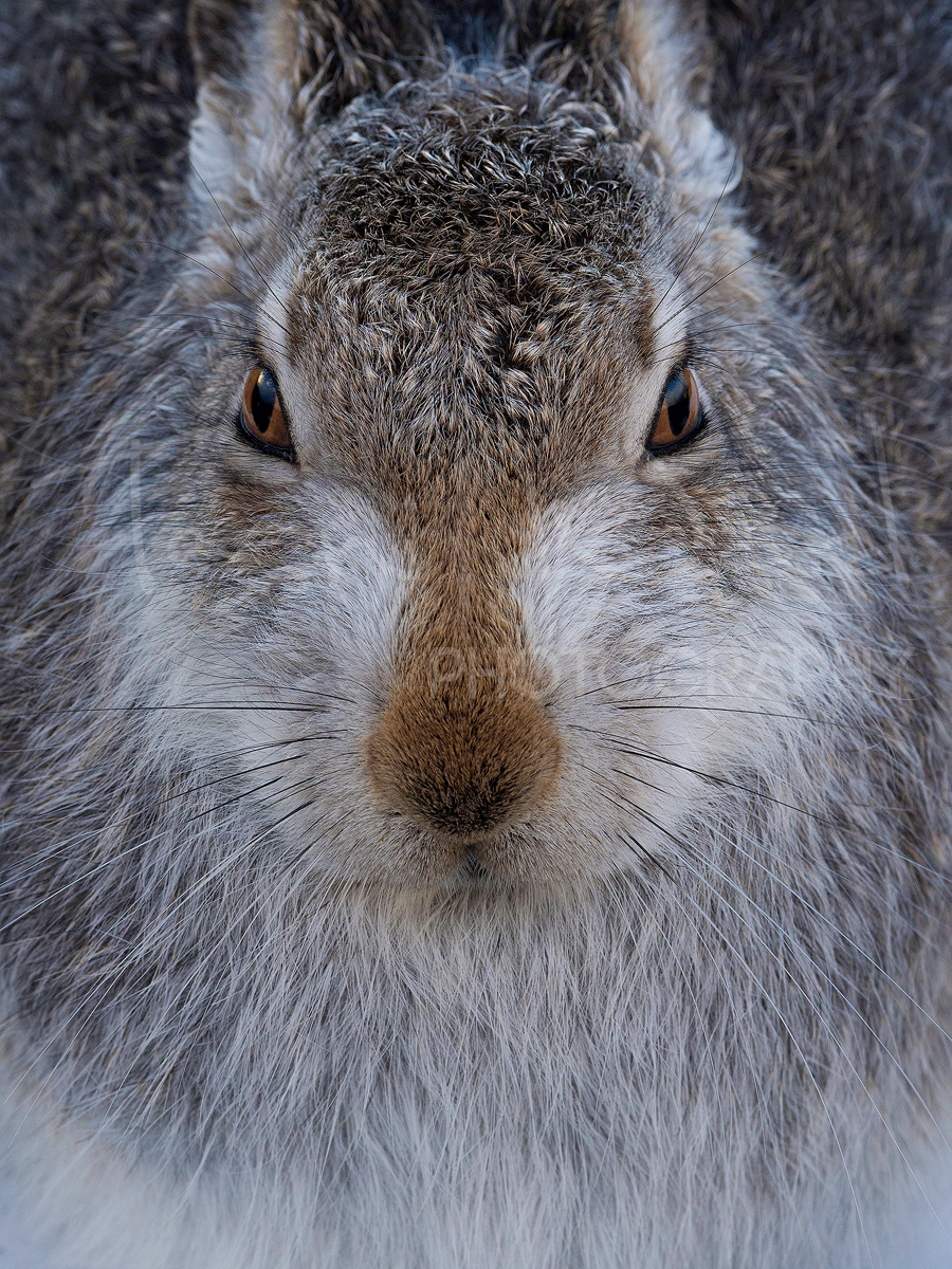 Mountain Hare Scotland Cairngorm Wildlife