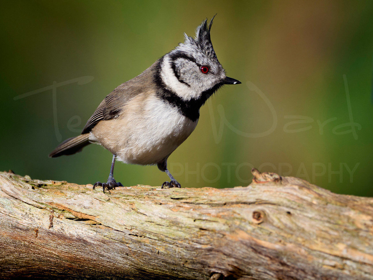 Crested Tit Scotland Cairngorm Wildlife Photography Workshop