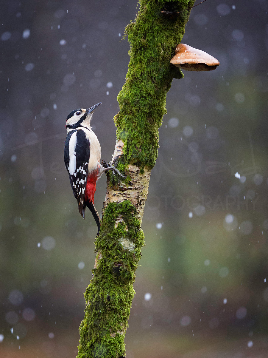 Scotland Bird Wildlife Photography