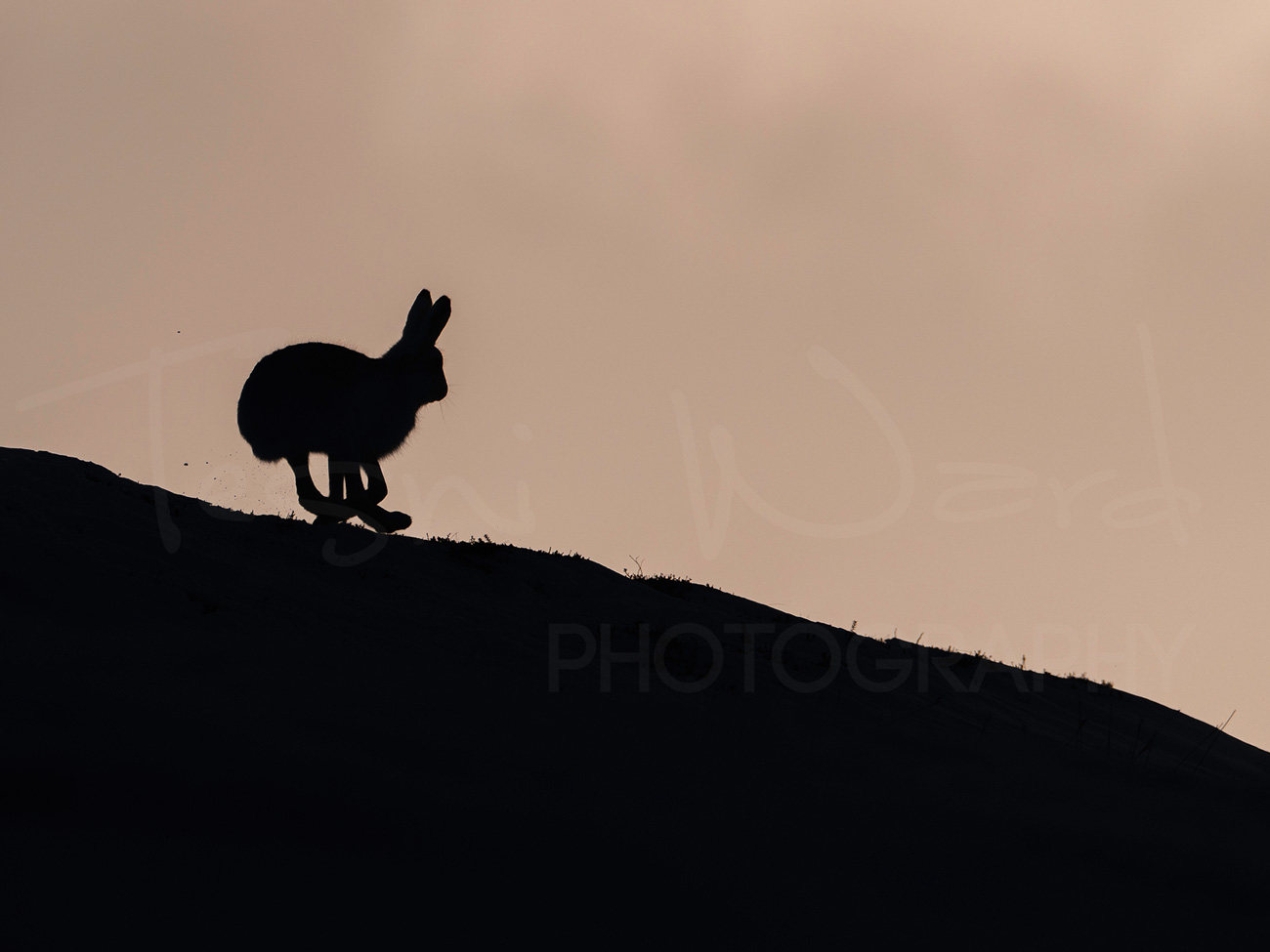 Mountain Hare Peak District Wildlife Photography