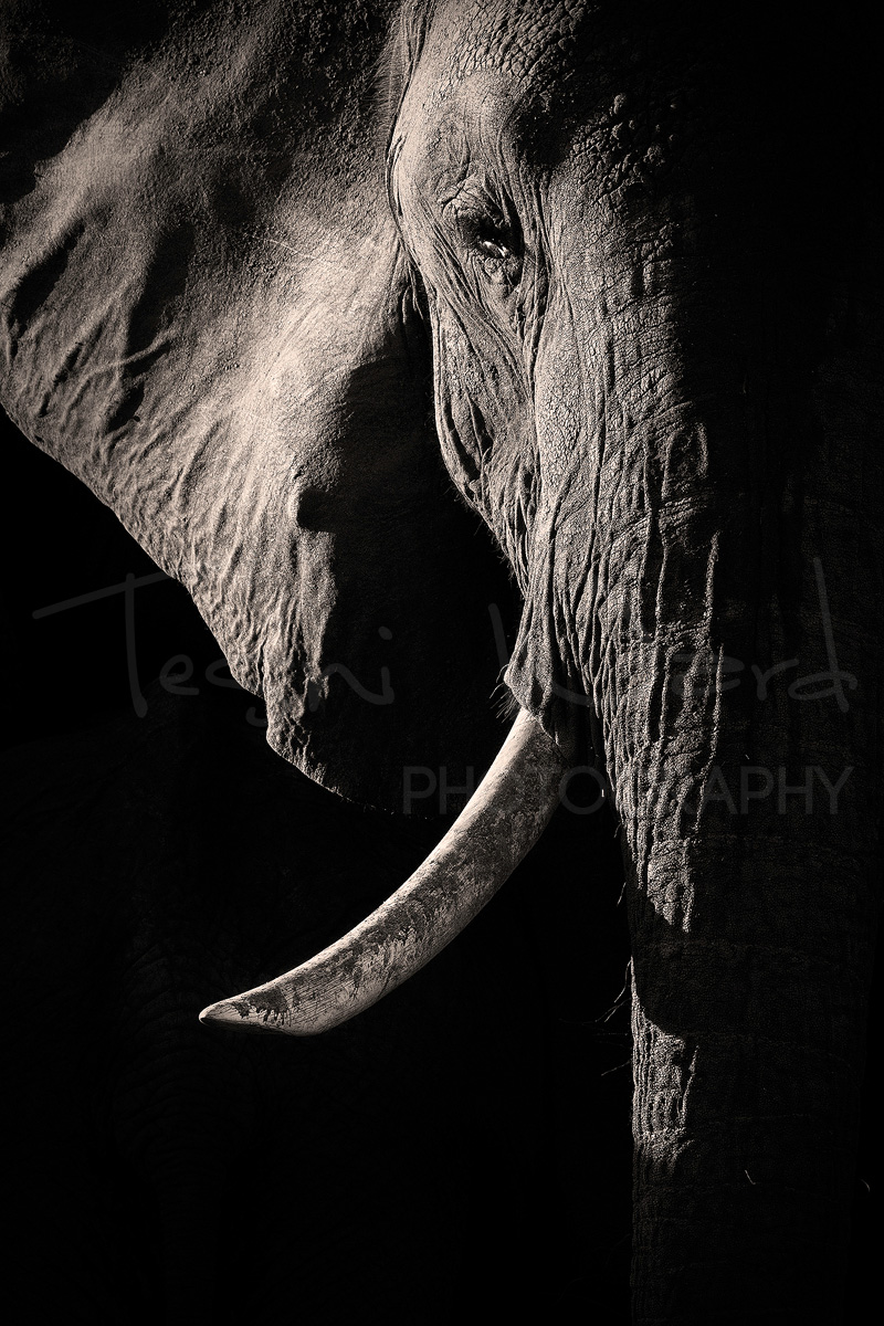 Elephant Africa Maasai Mara Photographic Safari