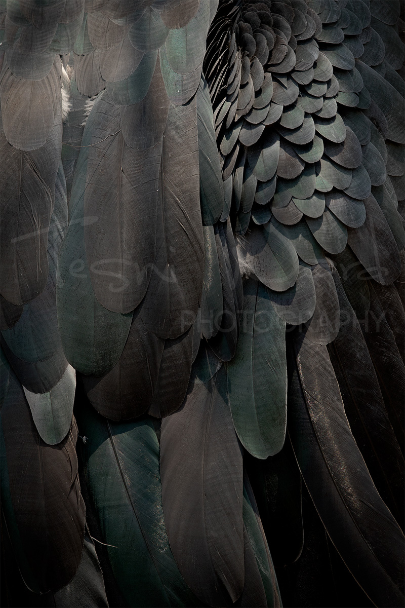 Marabou Stalk Feathers Uganda Africa Wildlife
