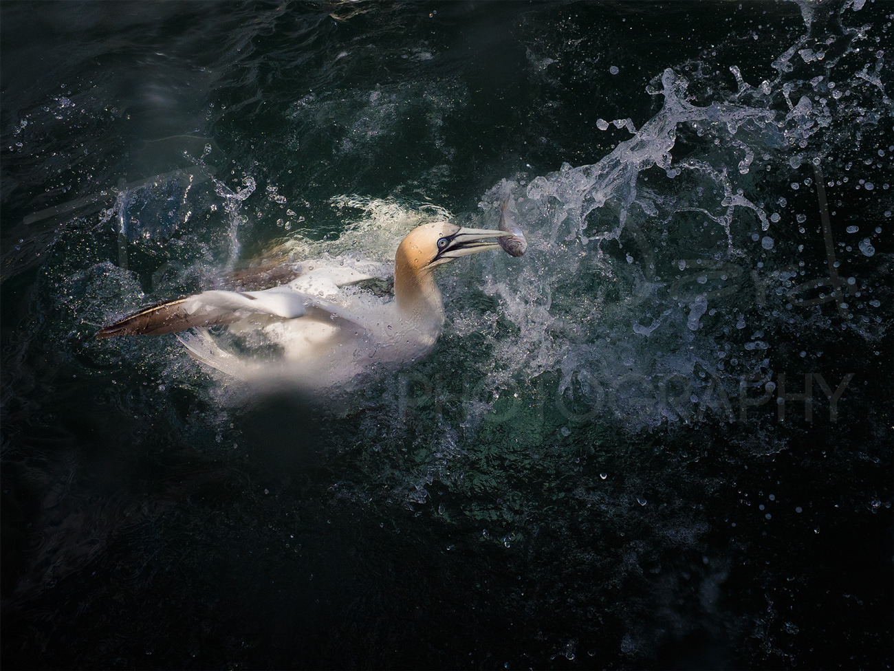 Gannet Diving Flamborough Photography Wildlife
