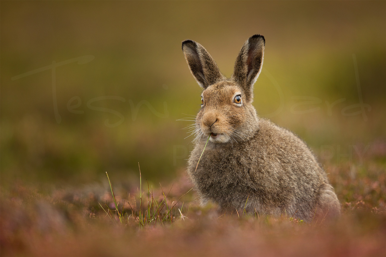 Mountain Hare Cairngorms Scotland Wildlife Photography