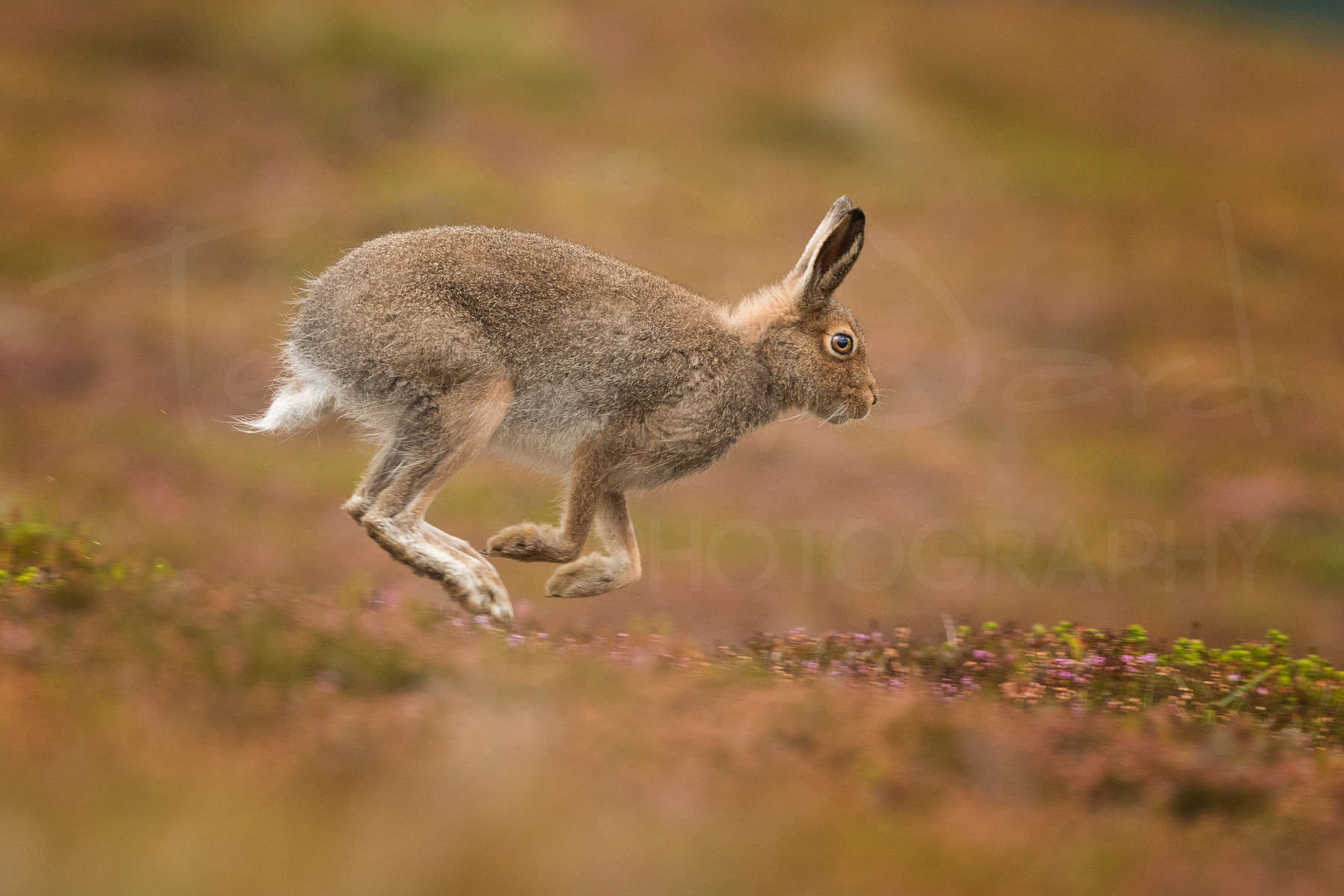 Mountain Hare Cairngorms Scotland Wildlife Photography