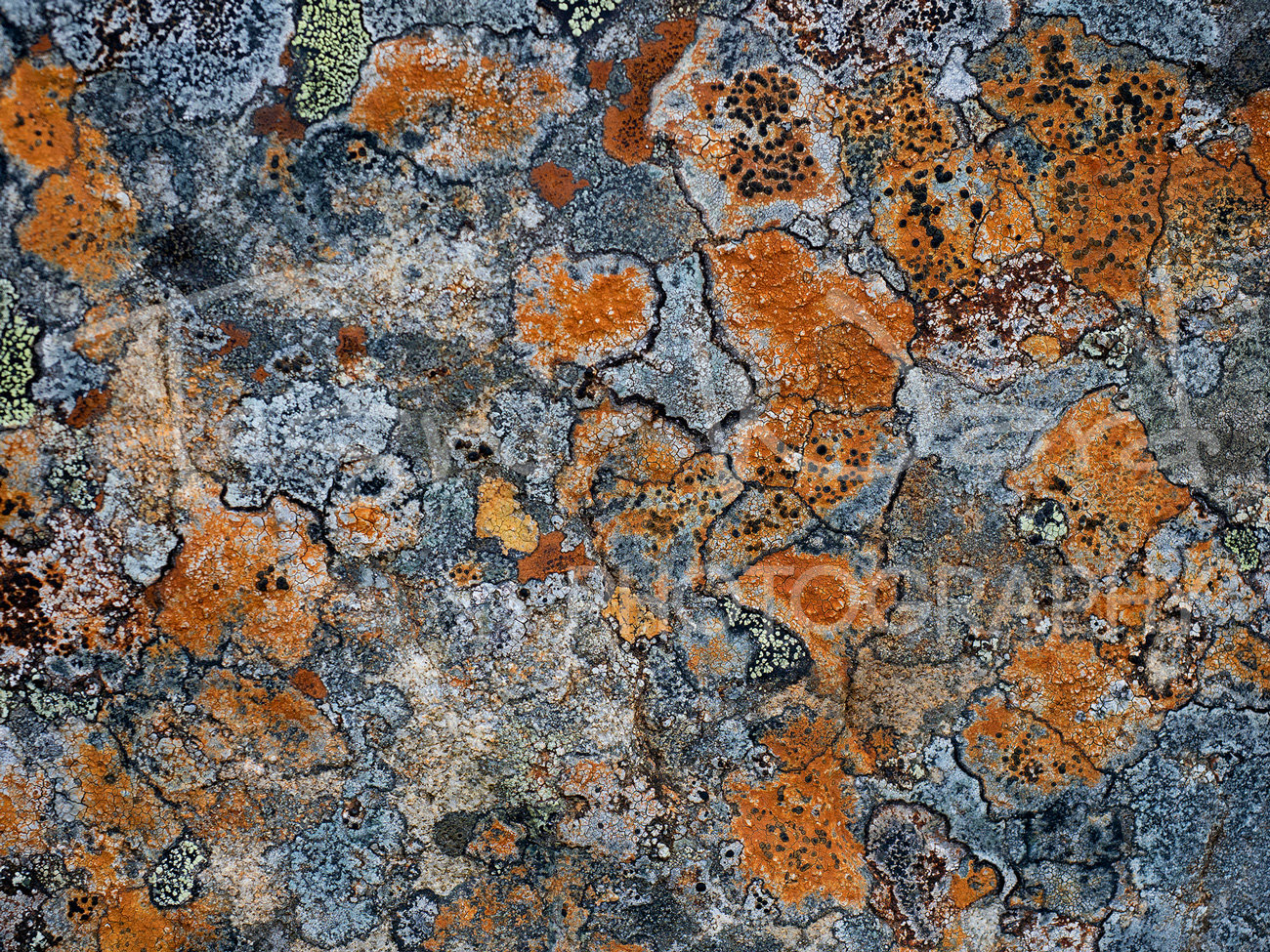 Lichen Rock Peak District Photography