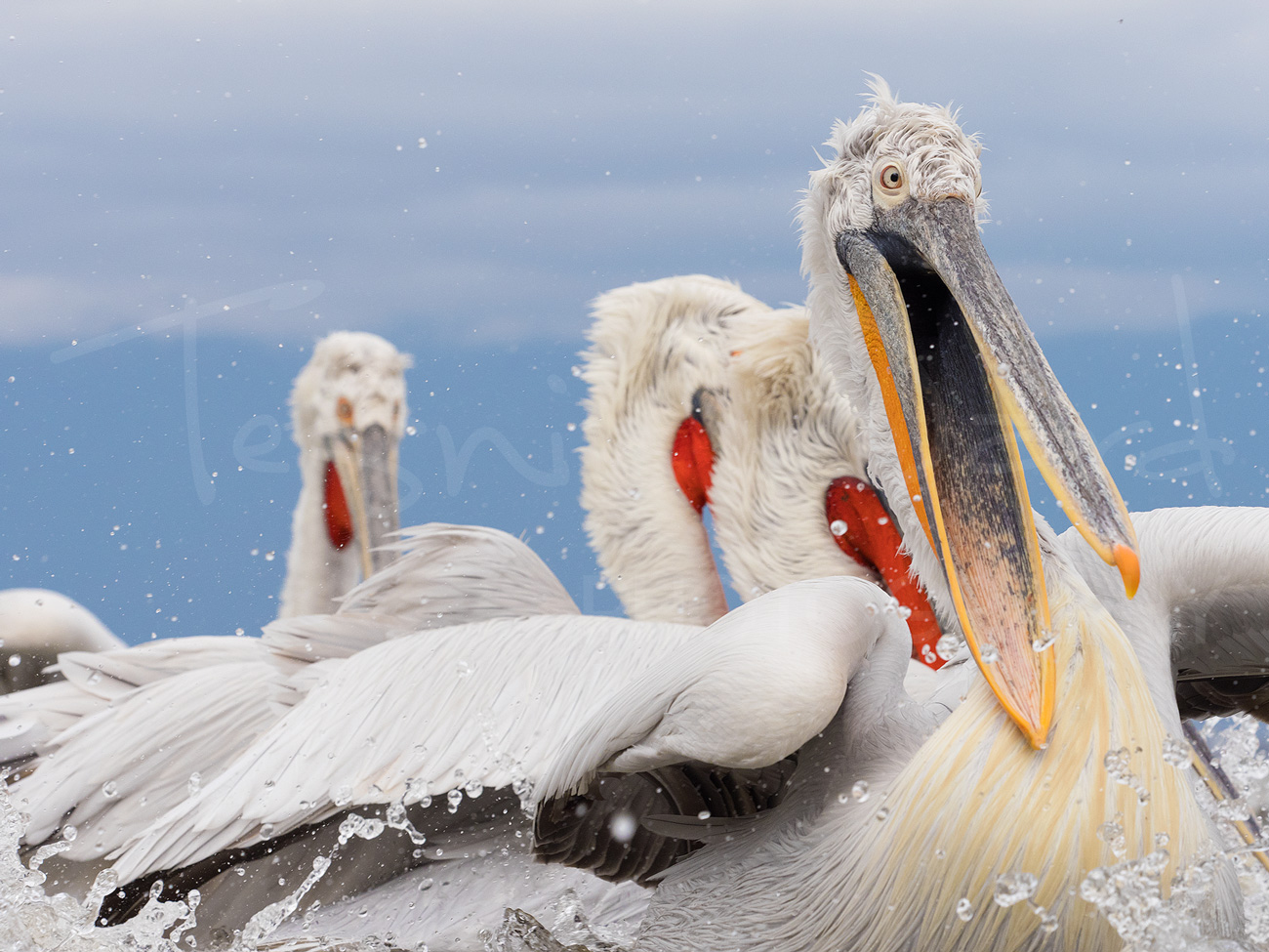 Dalmatian Pelican Greece Lake Kerkini Wildlife Photography